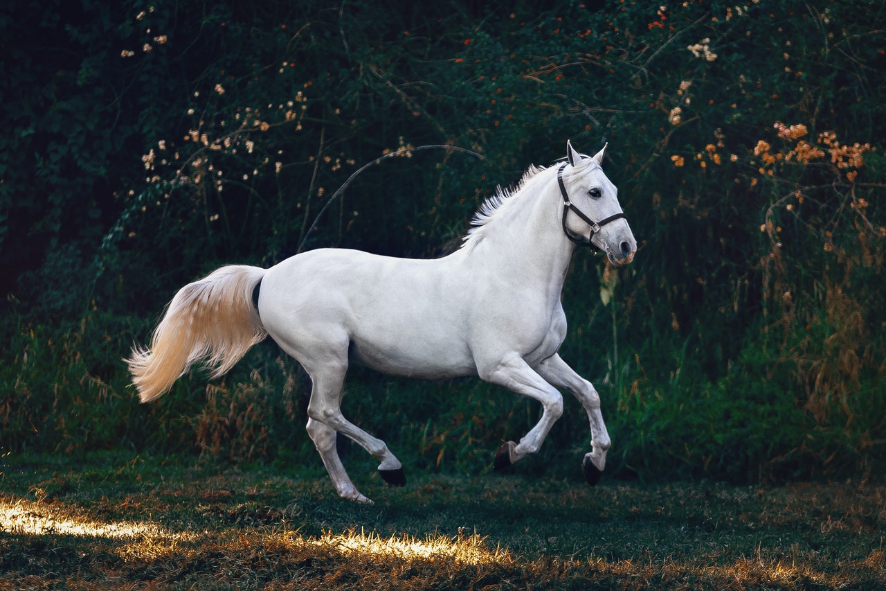 Pourquoi assurer son cheval ?